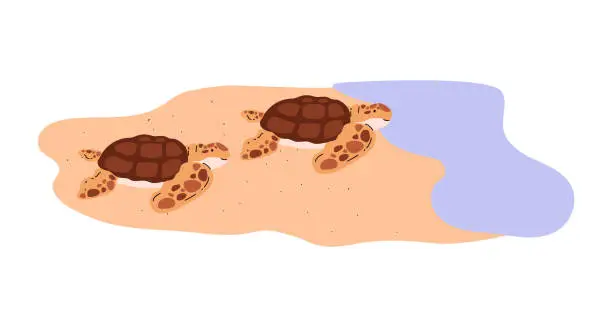 Vector illustration of Juvenile sea turtles on the beach. Vector illustration