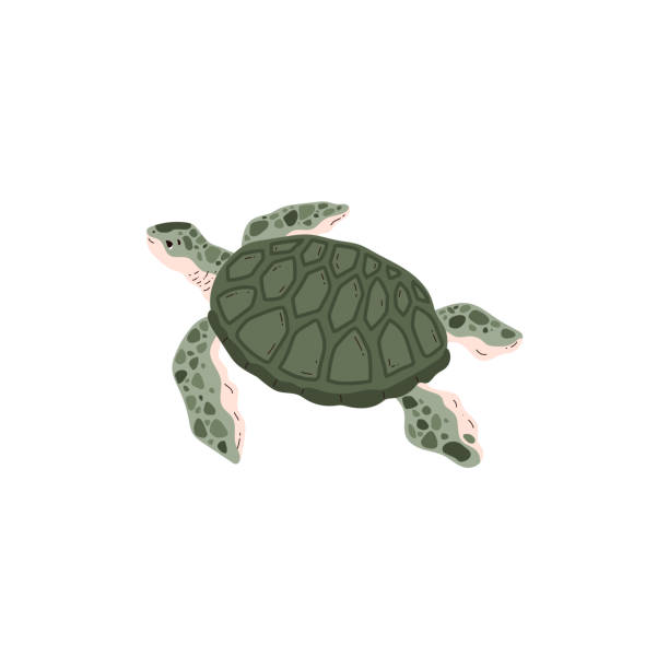 Turtle Shell Cut Out Side View 80+ Turtle Shell Side View Stock Illustrations, Royalty-Free Vector ...