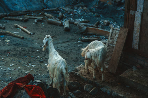 Goats on the edge of the cliff