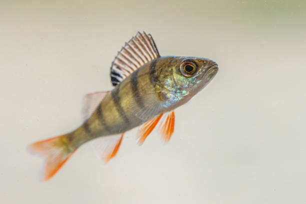 Cichla temensis fish (speckled pavon, speckled peacock bass, or painted pavon)