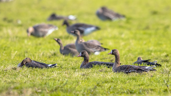 Lesser white-fronted goose (Anser erythropus) group of migrating birds resting in green grass feeding habitat. Wildlife scene in nature. Netherlands