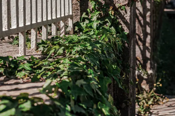 Photo of hedera, ivy climber plant, outdoor fence covered with plants