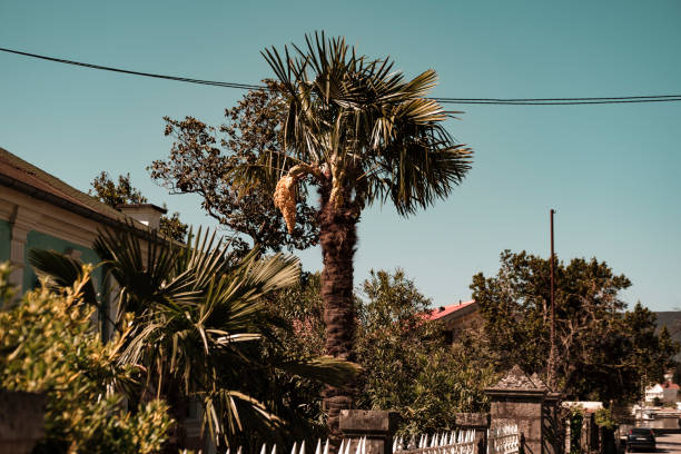 istock flowering blooming palm tree, view from bottom to the top, retro colors 2104282690