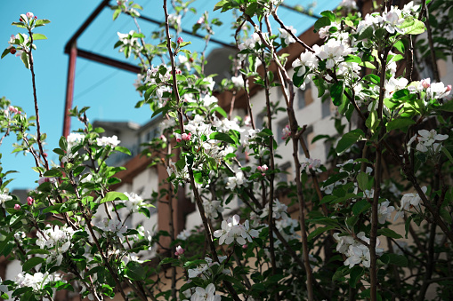 fruit tree blossom near the country house wall, spring in the village