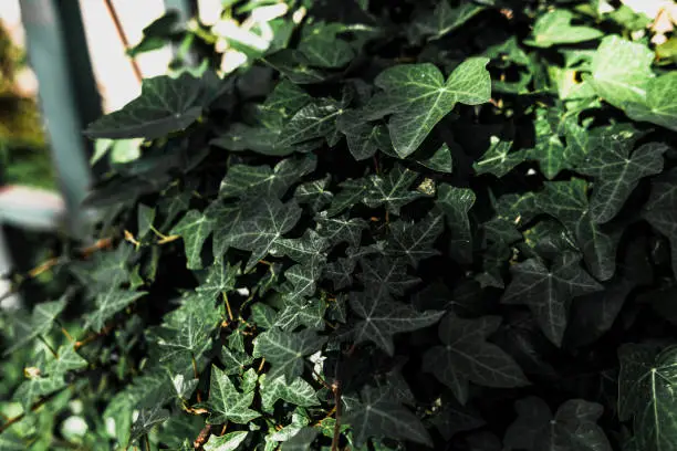 Photo of hedera, ivy climber plant, outdoor shadow sunny view