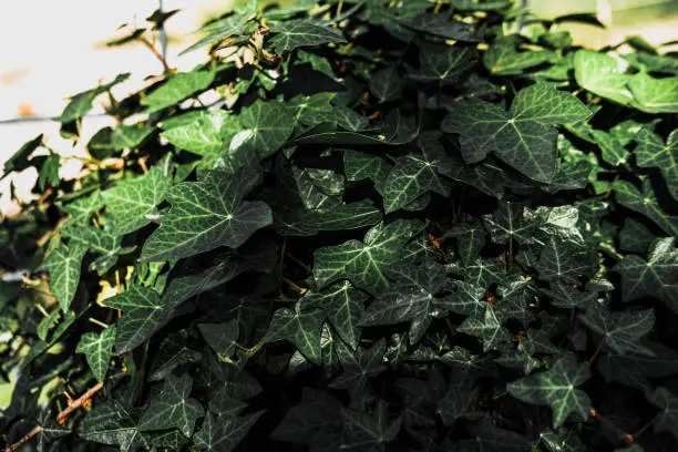 Photo of hedera, ivy climber plant, outdoor shadow sunny view