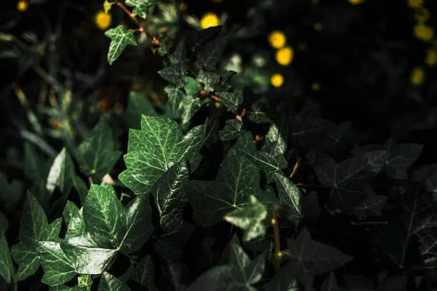 Photo of hedera, ivy climber plant, outdoor shadow sunny view