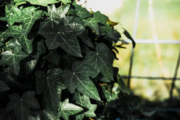 Photo of hedera, ivy climber plant, outdoor shadow sunny view