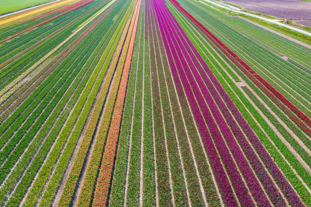 istock Tulip blossom in the Netherlands 2104298083
