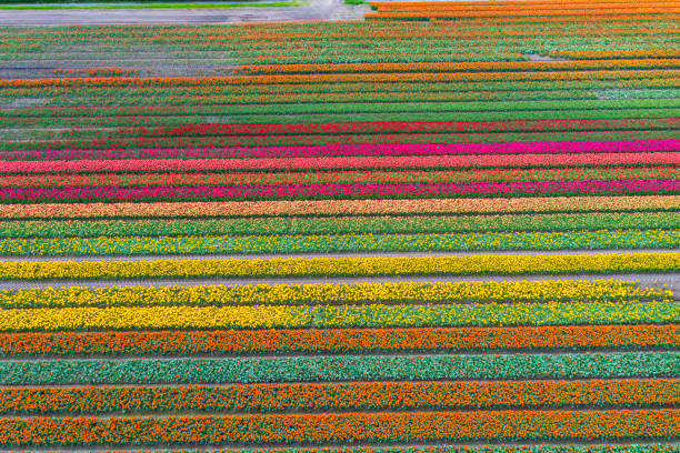 istock Tulip blossom in the Netherlands 2104299144