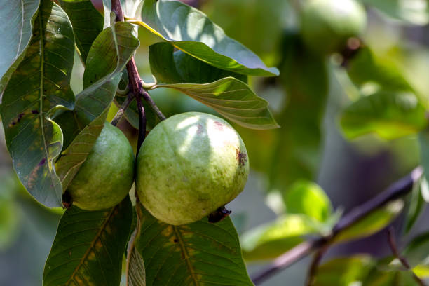 Green guava fruit hanging on tree in agriculture farm