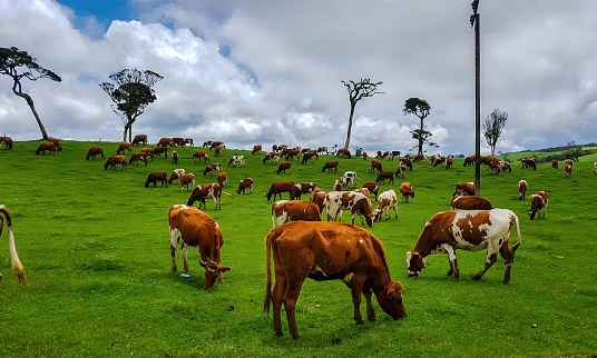Cows on the grass field in Ambewela farm.
