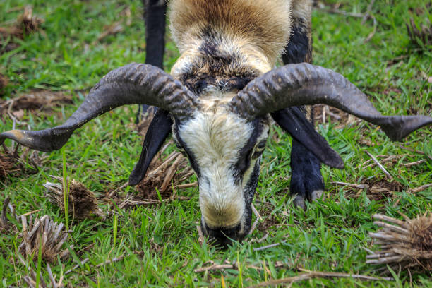 Adult Sheep Ram Headshot. Animal Pen in North America.