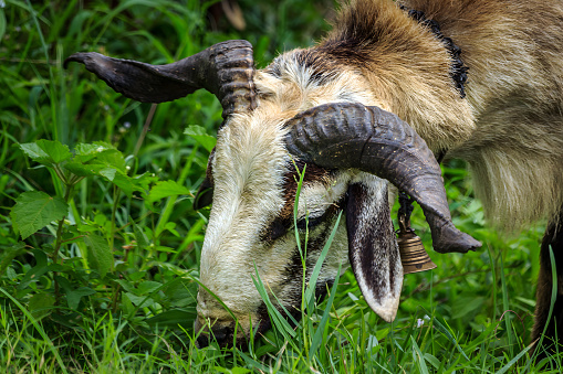 Goat head with long horns portrait view