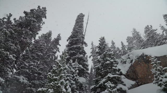 Berthoud Pass Colorado backcountry pillows super slow motion snowing snowy spring winter wonderland blizzard white out deep snow powder on pine tree national forest Rocky Mountain looking up pan right