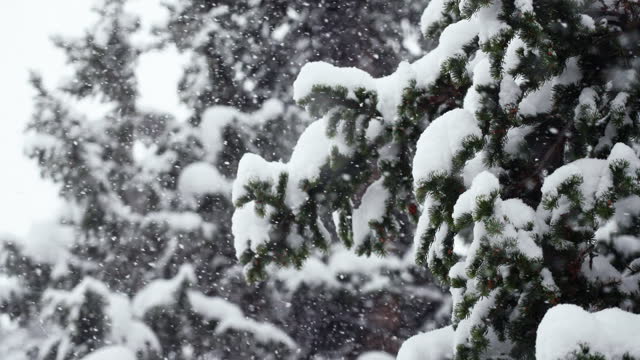 Colorado super slow motion snowing snowy spring winter wonderland Christmas blizzard white out deep heavy wet snow powder on pine tree national forest Loveland Berthoud Pass Rocky Mountain upward pan