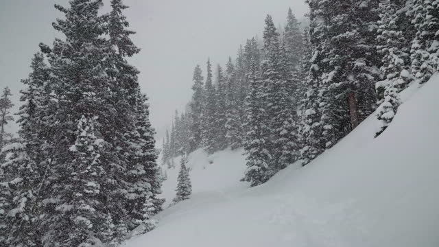 Backcountry skin Berthoud Pass Colorado super slow motion snowing snowy spring winter wonderland blizzard white out deep snow powder on pine tree national forest Rocky Mountains static shot