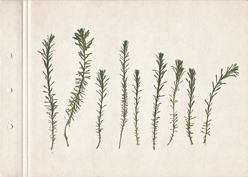 Vintage herbarium on an old textured brown aged paper. Composition of the dry pressed herbs.