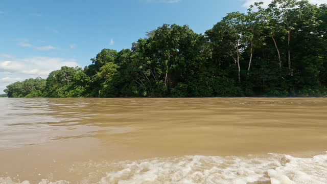 Amazon River Banks