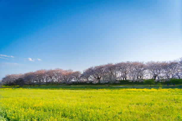 Satte Gongendo Sakuratsutsumi with cherry blossoms and  rape blossoms