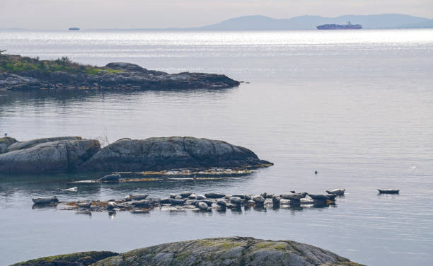 Seals and a freighter