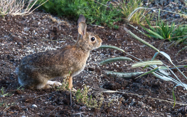 istock Rabbit in the garden 2104367556