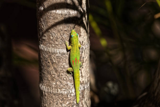 Little lizard on Maui