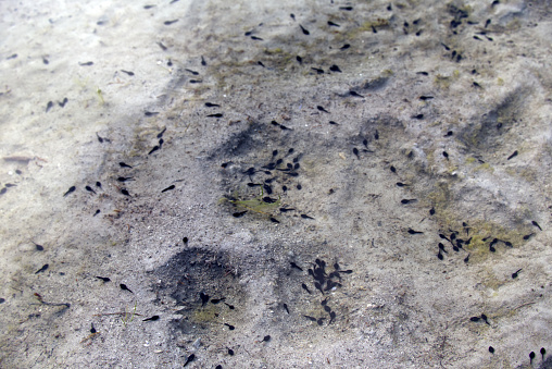 Baby frogs swimming in a puddle