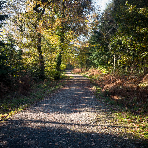 A serene, tree-lined road leads into the distance, bathed in sunlight filtering through the canopy, creating a tranquil scene.