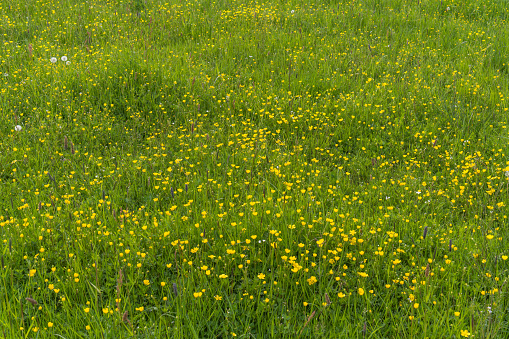 field with yellow, fresh flowers