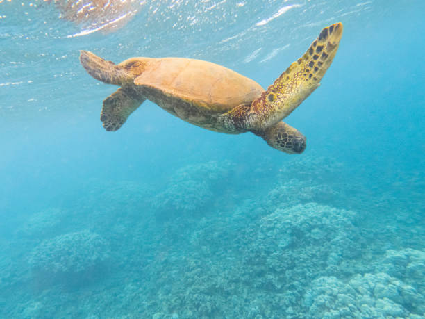 A close up photo of a Hawaiian Green Sea Turtle swimming over a coral reef.
