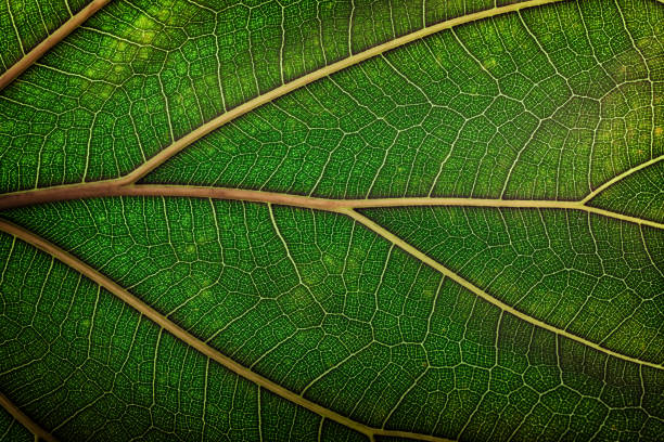 istock eco texture of green leaf with vein structure as background 2104397917
