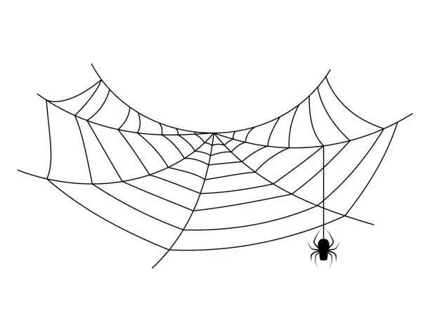 Vector illustration of spider web, halloween spiderweb and spider hanging