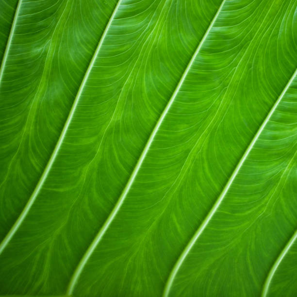 istock green leaf close-up with expressive texture as a natural background for organic products 2104402647