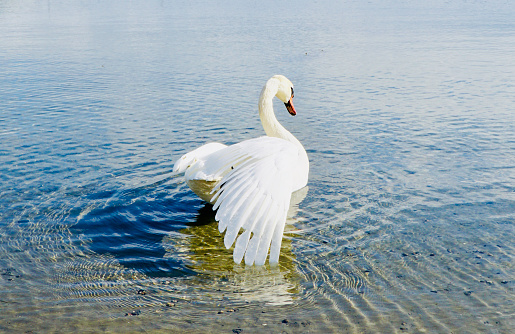 A swan on the calm waters of Støtvig, in the region of Larkollen, Norway, creating ripples across the water.