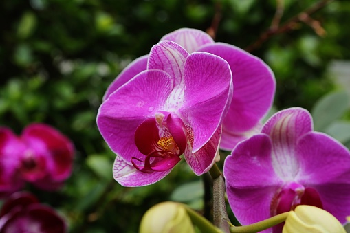 Phalaenopsis schilleriana