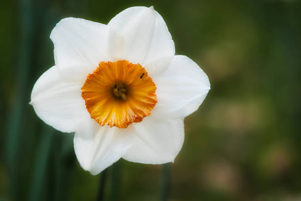 Daffodils at Easter time on a meadow. Yellow white flowers shine against the green grass. Early bloomers that announce the spring. Plants photo