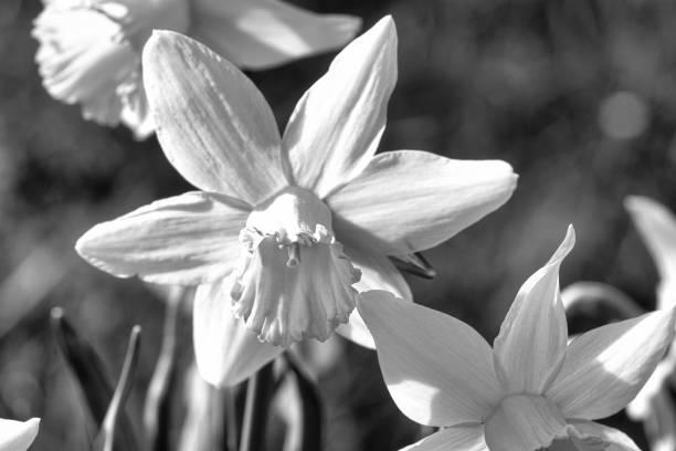 istock Daffodils in a black and white meadow at Easter time. Flowers glow. Early bloomers 2104429657