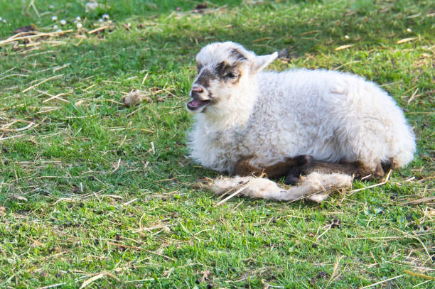 easter lamb lying on a green meadow. white wool on a farm animal on a farm. animal - lamb softness fur wool - fotografias e filmes do acervo