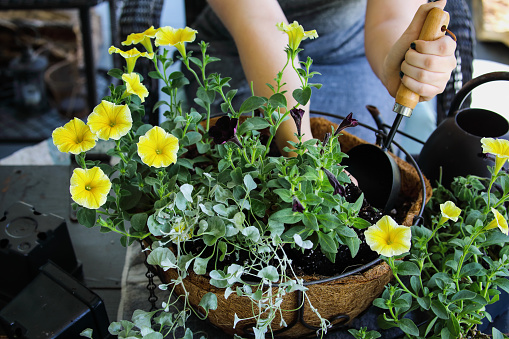 Young woman using a trowel to plant a mixed annual hanging basket or pot of flowers in a coconut coco fiber planter basket liner. Flowers include yellow and black petunias with dichondra.