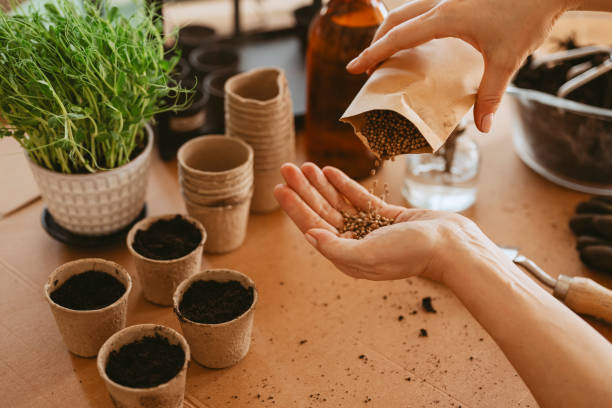 Spring time planting seeds woman cultivating plants indoors