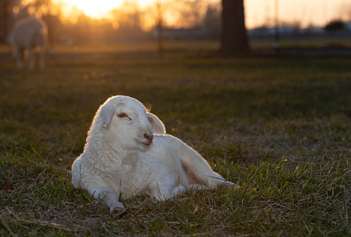 With the sun low on the horizon it backlights a white Katahdin sheep lamb laying on a paddock used by a rotational grazing farm near Raeford North Carolina.