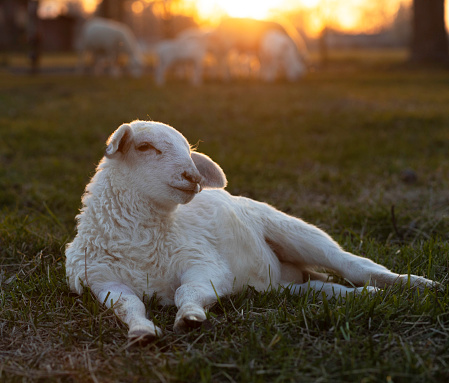 White sheep lamb lying on a grassy paddock near Raeford in North Carolina on a farm that uses rotational grazing lying down to take in the day's last light.