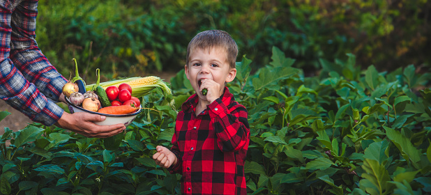 a farmer man and his son collect vegetables in a bowl. Selective focus.