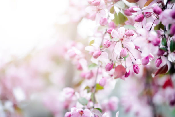istock Spring background of flowers.Red apple tree flowers.Space for text. 2104502445