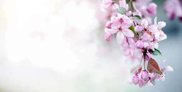 Floral background. Spring flowers on the branches. Blossoming apple tree in the garden