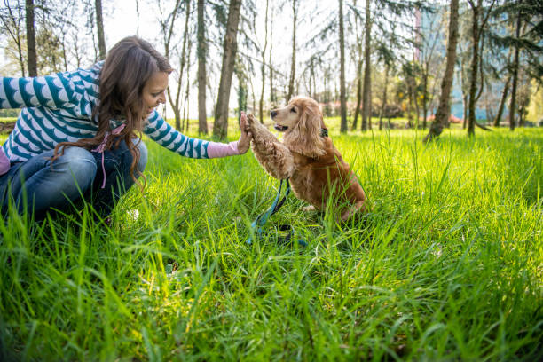 istock A cocker spaniel having fun with its owner in the park 2104516121