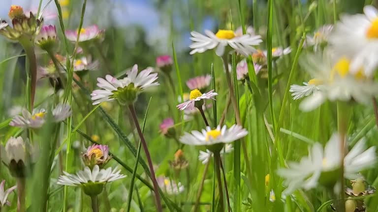 Chamomile Flowers Meadow