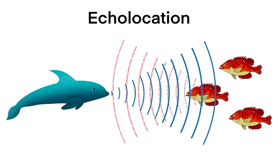 animation of biology, echolocation in dolphins, Dolphins hunt their prey by making high pitched sounds and listening for echoes,Bio sonar sound detect object locate measure prey wave reflect