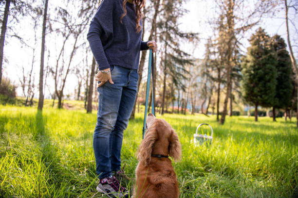 istock A cocker spaniel having fun with its owner in the park 2104519419